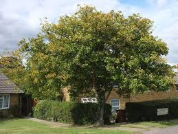 Attēlu rezultāti vaicājumam “Crataegus”