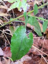 Attēlu rezultāti vaicājumam “Symphyotrichum x salignum leaf”
