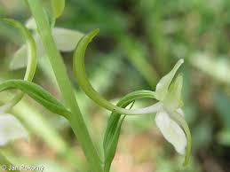 Attēlu rezultāti vaicājumam “Platanthera chlorantha flower”