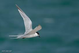 Image result for Sterna dougallii