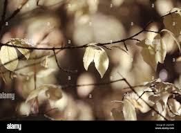 Attēlu rezultāti vaicājumam “Euonymus verrucosus leaf”