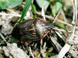 Attēlu rezultāti vaicājumam “Jalla dumosa”