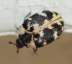 Attēlu rezultāti vaicājumam “Anthrenus scrophulariae”