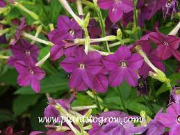 Image result for Nicotiana x sanderae `Perfume`F1