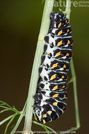 Attēlu rezultāti vaicājumam “Papilio machaon larva”