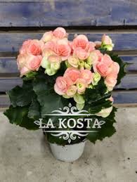 Image result for Бегония Элатиор 12х22 4601887072423