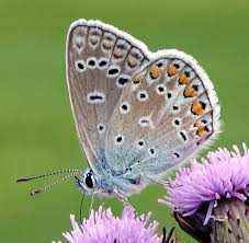 Attēlu rezultāti vaicājumam “Polyommatus icarus”
