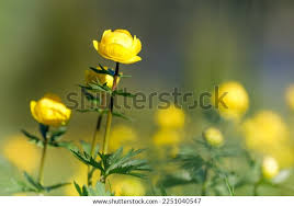 Attēlu rezultāti vaicājumam “Trollius europaeus”