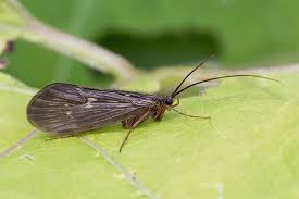 Attēlu rezultāti vaicājumam “Potamophylax”