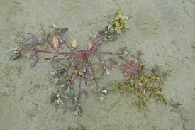 Attēlu rezultāti vaicājumam “Atriplex patula fruit”