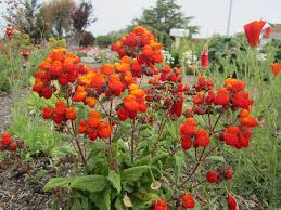 Image result for Calceolaria integrifolia