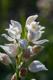 Attēlu rezultāti vaicājumam “Cephalanthera longifolia”