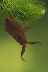 Attēlu rezultāti vaicājumam “Nepa cinerea”