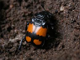 Attēlu rezultāti vaicājumam “Nicrophorus vespilloides”