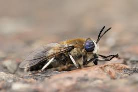 Attēlu rezultāti vaicājumam “Heptatoma pellucens”