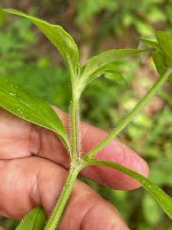 Attēlu rezultāti vaicājumam “Cribraria rufa stalked”