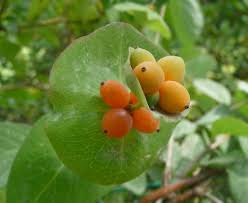 Attēlu rezultāti vaicājumam “Lonicera caprifolium fruit”