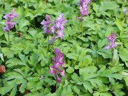 Attēlu rezultāti vaicājumam “Corydalis cava fruit”