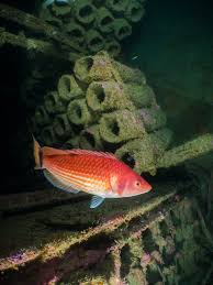 Image result for British Sub-Aqua Teesside 43 Branch