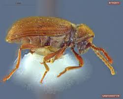 Attēlu rezultāti vaicājumam “Ptinus sp. male”