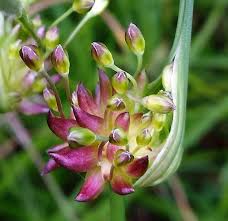 Attēlu rezultāti vaicājumam “Allium oleraceum flower”
