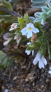 Image result for Euphrasia stricta