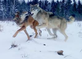 Image result for Stirling Wolves