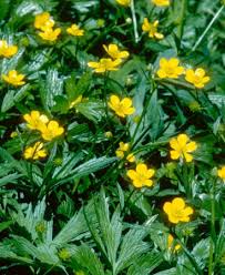 Attēlu rezultāti vaicājumam “Ranunculus acris”