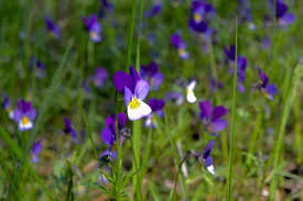 Attēlu rezultāti vaicājumam “Anthyllis maritima”