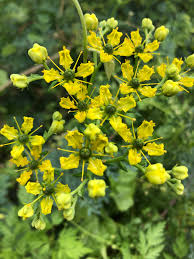 Image result for Ruta graveolens