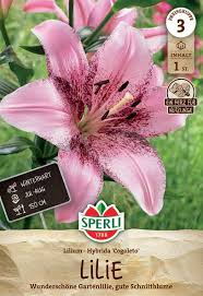 Image result for Lilie