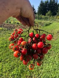 Afbeeldingsresultaat voor rose quartz tomato