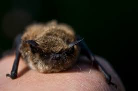 Attēlu rezultāti vaicājumam “Myotis brandtii”