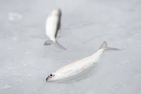 Image result for Coregonus albula