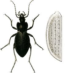 Attēlu rezultāti vaicājumam “Carabus arcensis”