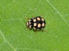 Attēlu rezultāti vaicājumam “Coccinula quatuordecimpustulata”