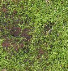 Attēlu rezultāti vaicājumam “Cephaloziella elachista”