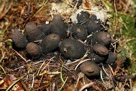 Attēlu rezultāti vaicājumam “Xylaria polymorpha”