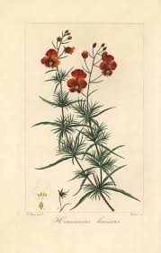 Image result for Alonsoa linearis