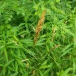 Attēlu rezultāti vaicājumam “Anthoxanthum odoratum fruit”