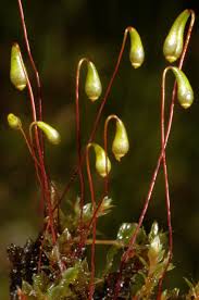 Attēlu rezultāti vaicājumam “Leptobryum pyriforme sporophyte”