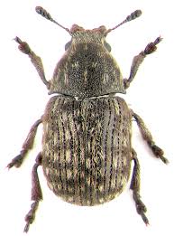 Attēlu rezultāti vaicājumam “Anthribus nebulosus”