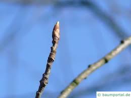 Attēlu rezultāti vaicājumam “Prunus cerasifera var. divaricata bud”