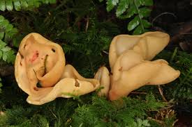 Attēlu rezultāti vaicājumam “Otidea onotica”