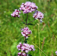 Attēlu rezultāti vaicājumam “Origanum vulgare flower”