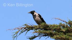Attēlu rezultāti vaicājumam “Corvus cornix”
