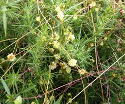 Attēlu rezultāti vaicājumam “Cuscuta epithymum subsp. trifolii flower”
