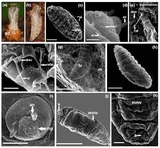 Attēlu rezultāti vaicājumam “Lasioptera rubi”