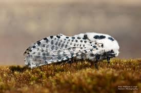 Attēlu rezultāti vaicājumam “Cossidae”