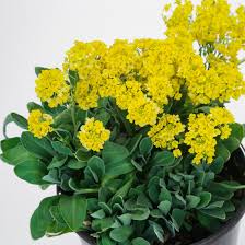 Image result for Alyssum saxatile